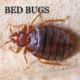 Pest-Control-Warrington