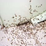 Ants in your pant**ry!