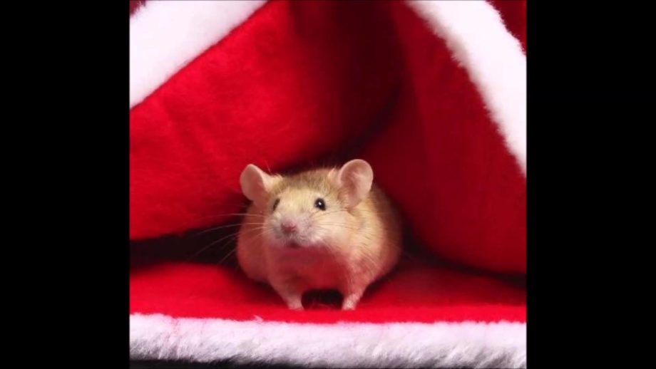 Rodent Infestation – It’s that time of year again