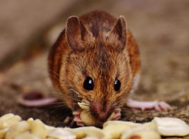 When a Rat or Mouse problem just ain’t funny !