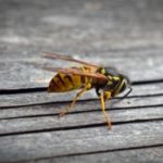 Wasps, Ants and all kinds of ‘crawley’ things!